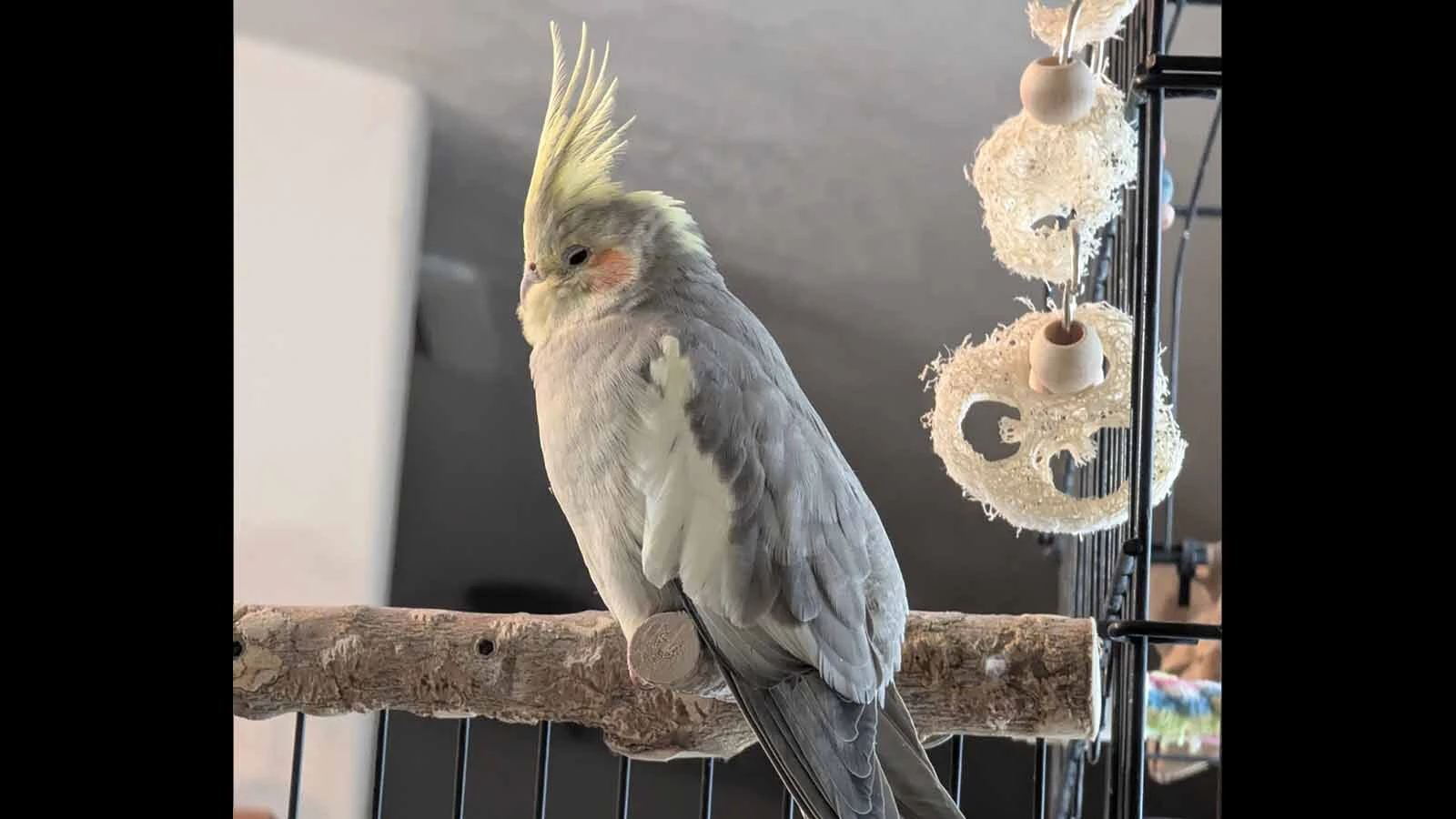 “Have you seen this bird?” the Teton County Sheriff’s Office is asking people after a pet cockatiel named Olivia flew out of her home Sunday. The bird’s owner says there haven’t been any sightings, but she’s grateful people are looking.