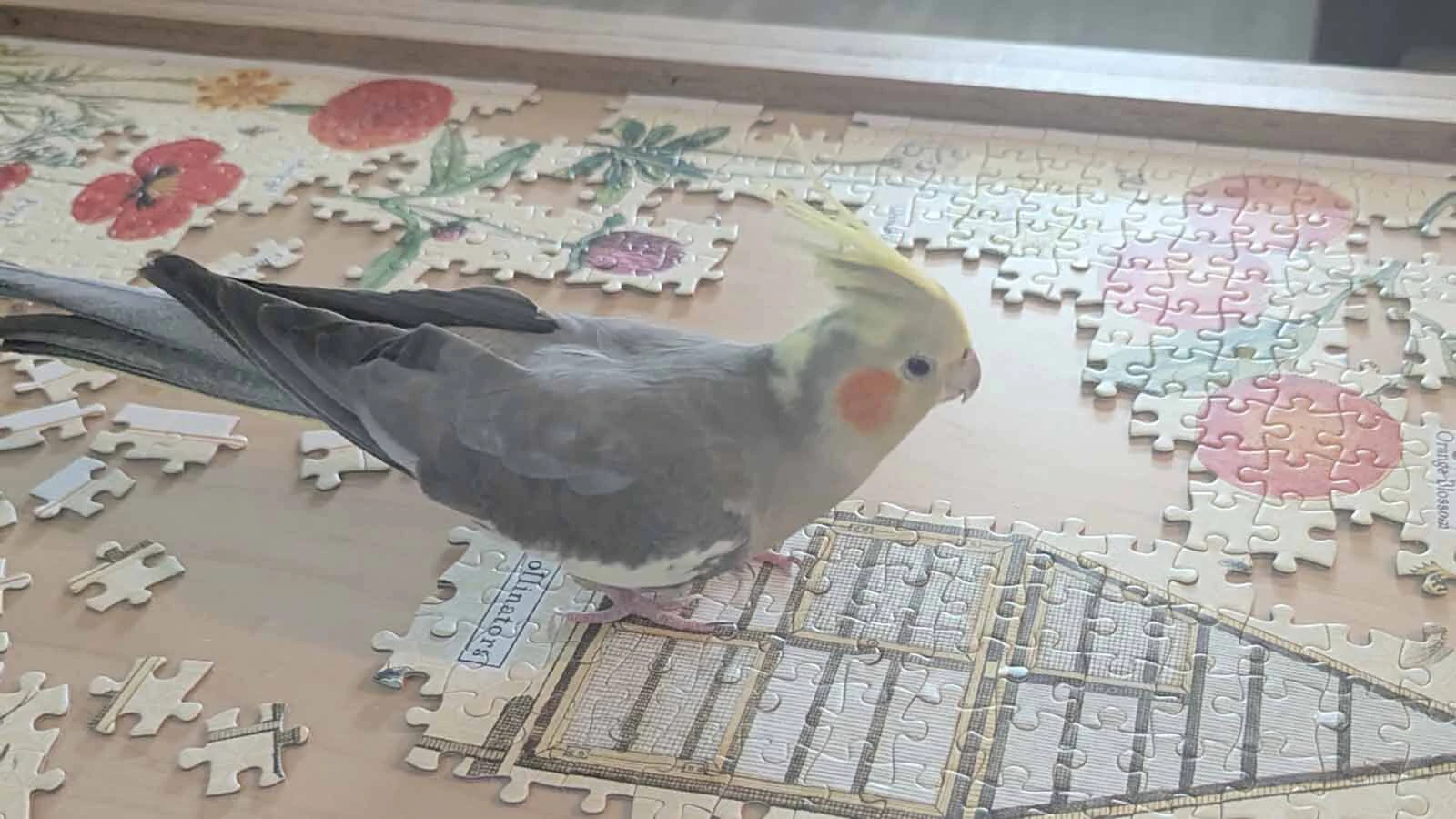 “Have you seen this bird?” the Teton County Sheriff’s Office is asking people after a pet cockatiel named Olivia flew out of her home Sunday. The bird’s owner says there haven’t been any sightings, but she’s grateful people are looking.