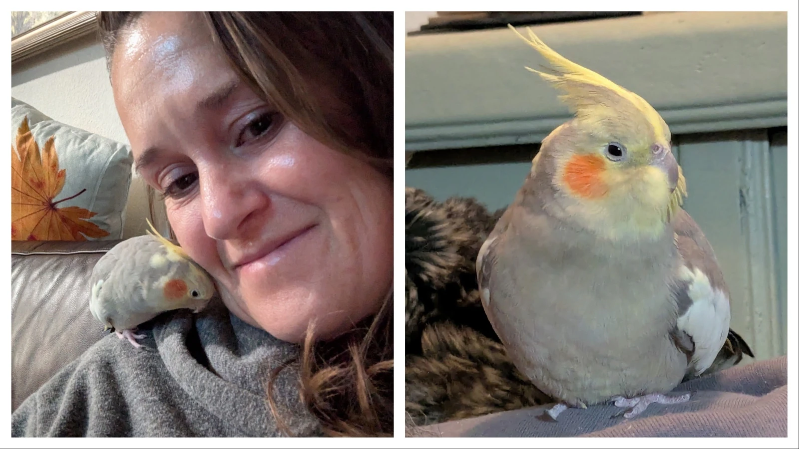 “Have you seen this bird?” the Teton County Sheriff’s Office is asking people after a pet cockatiel named Olivia flew out of her home Sunday. The bird’s owner says there haven’t been any sightings, but she’s grateful people are looking.