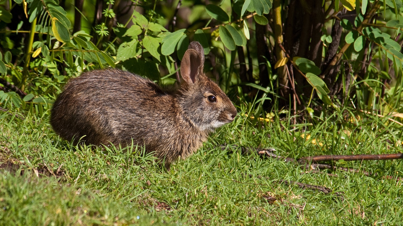 A rabbit species called Omiltemi cottontail thought to be extinct for 120 years was recently found in Mexico, mirroring the rediscovery of black-footed ferrets near Meeteetse, Wyoming, in 1981.