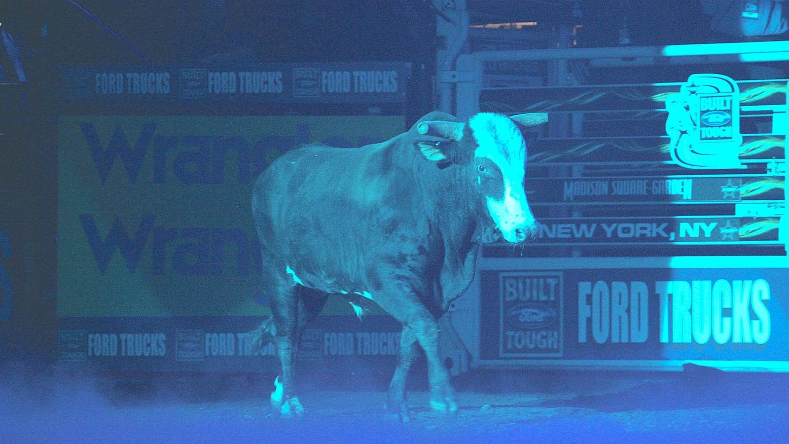 One of the baddest bulls of his era Bones struts his stuff in the arena in 2009.