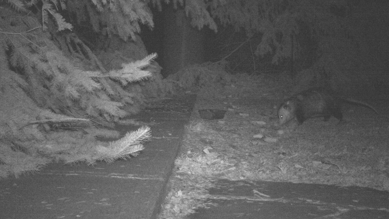 An outdoor camera caught photos of opossums near Rolf Amundson's home in Platte County.