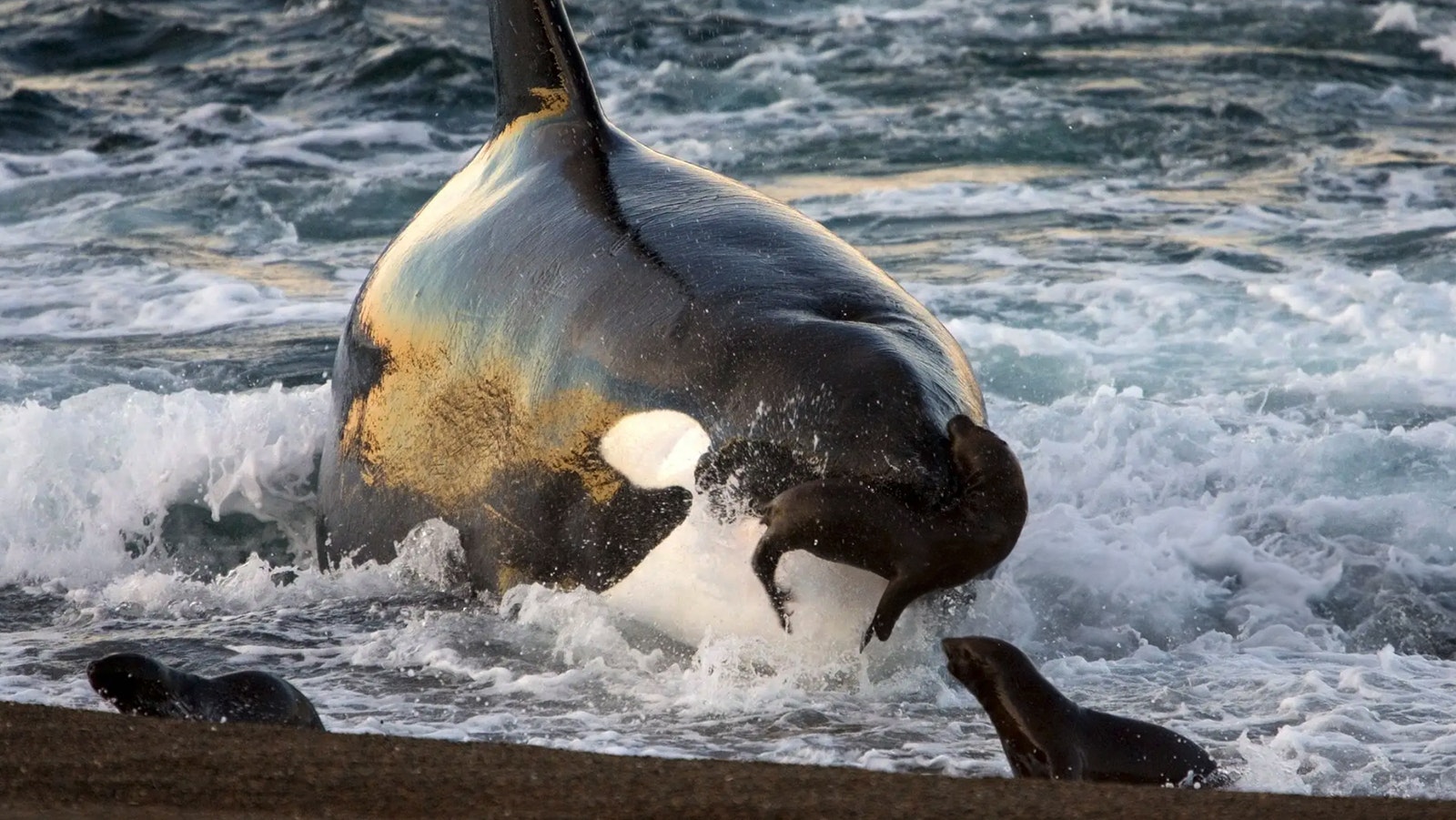 An orca attacks a group of seals on a beach in the Pacific Northwest.