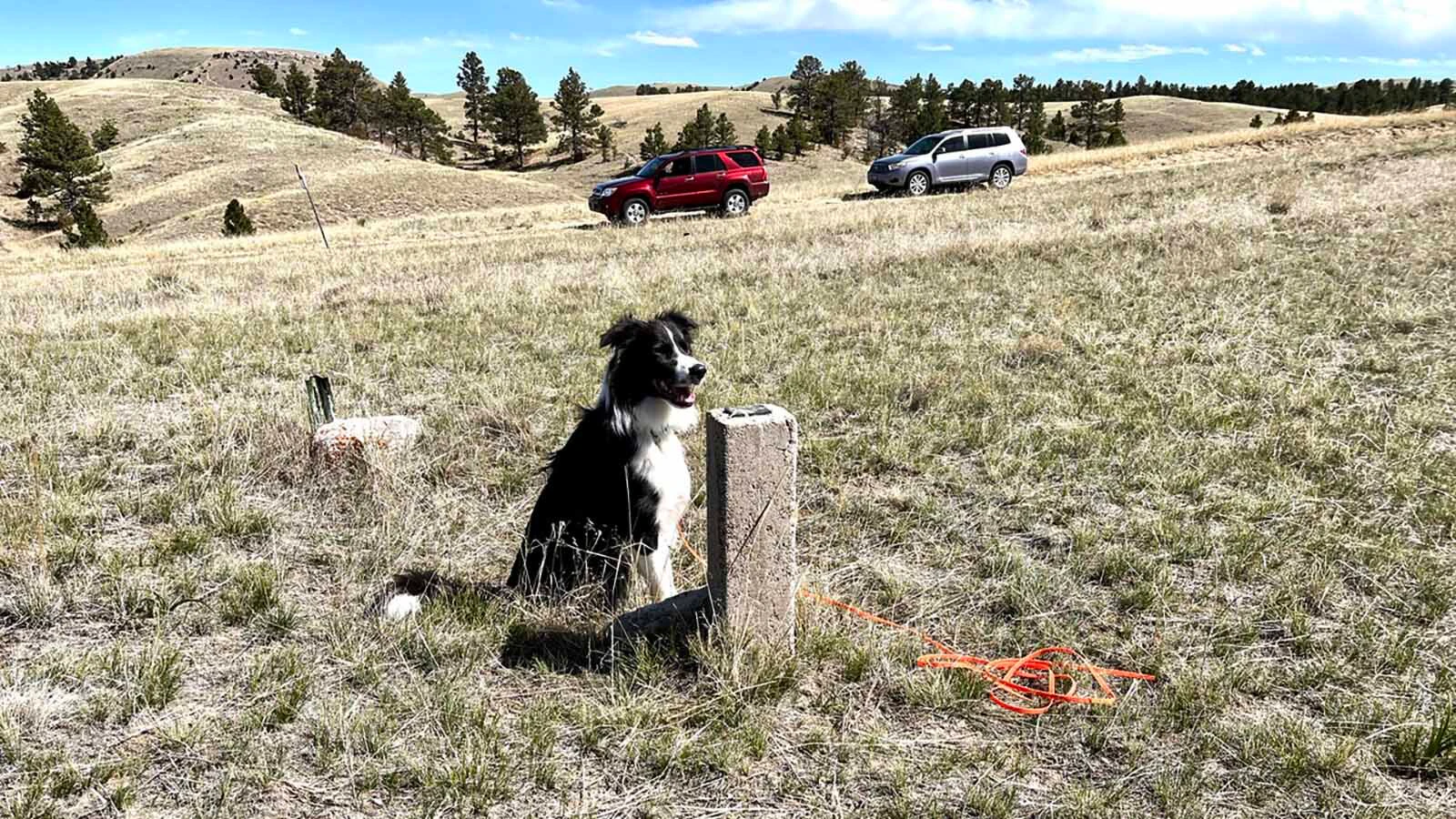 Kylee is a border collie cadaver dog that's been helping Wyoming historians identify pioneer graves along the Oregon Trail.