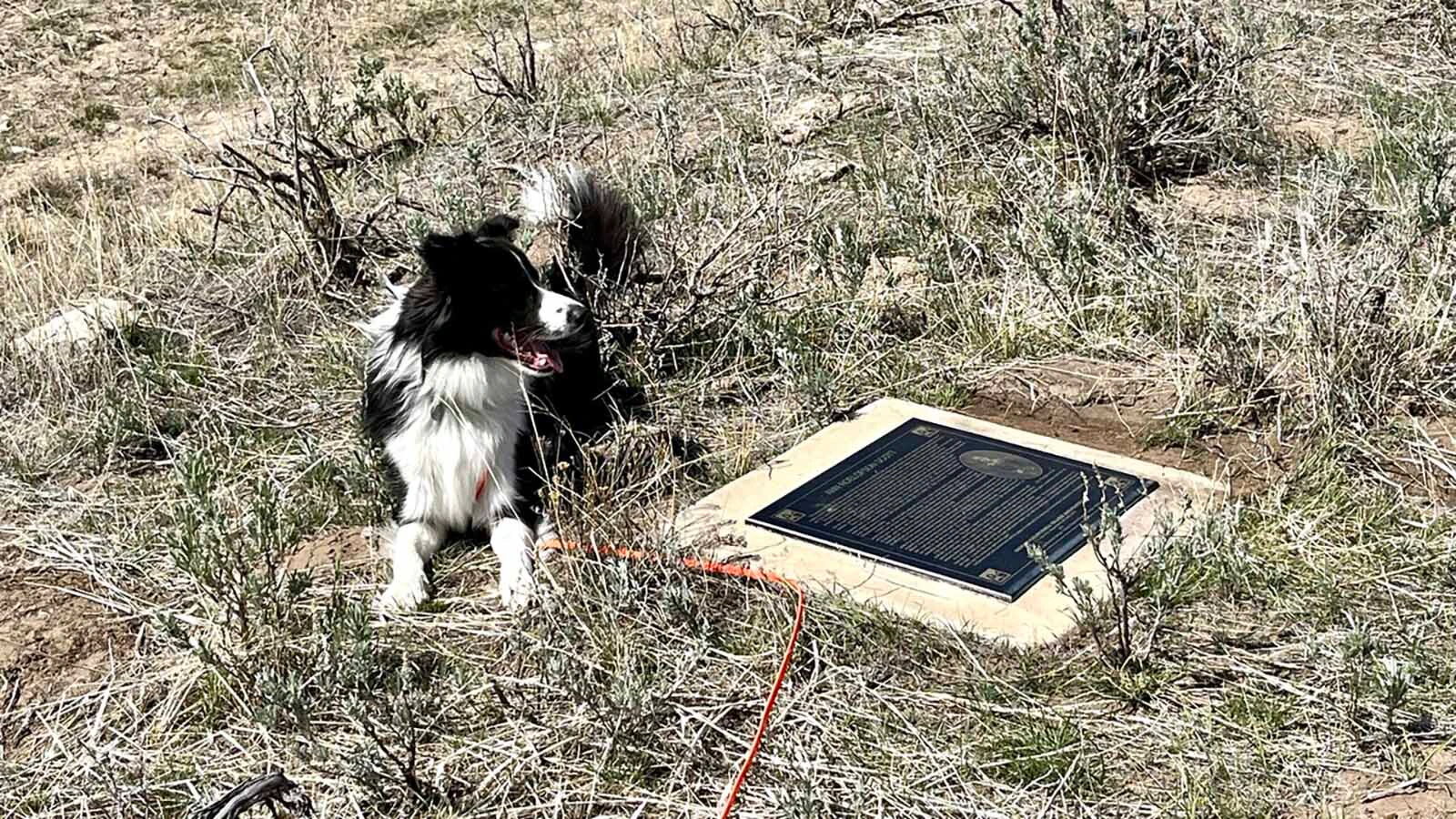 Kylee is a cadaver dog. She lies down on the ground where the scent from a pioneer grave seemed strongest along the Oregon Trail in Wyoming.