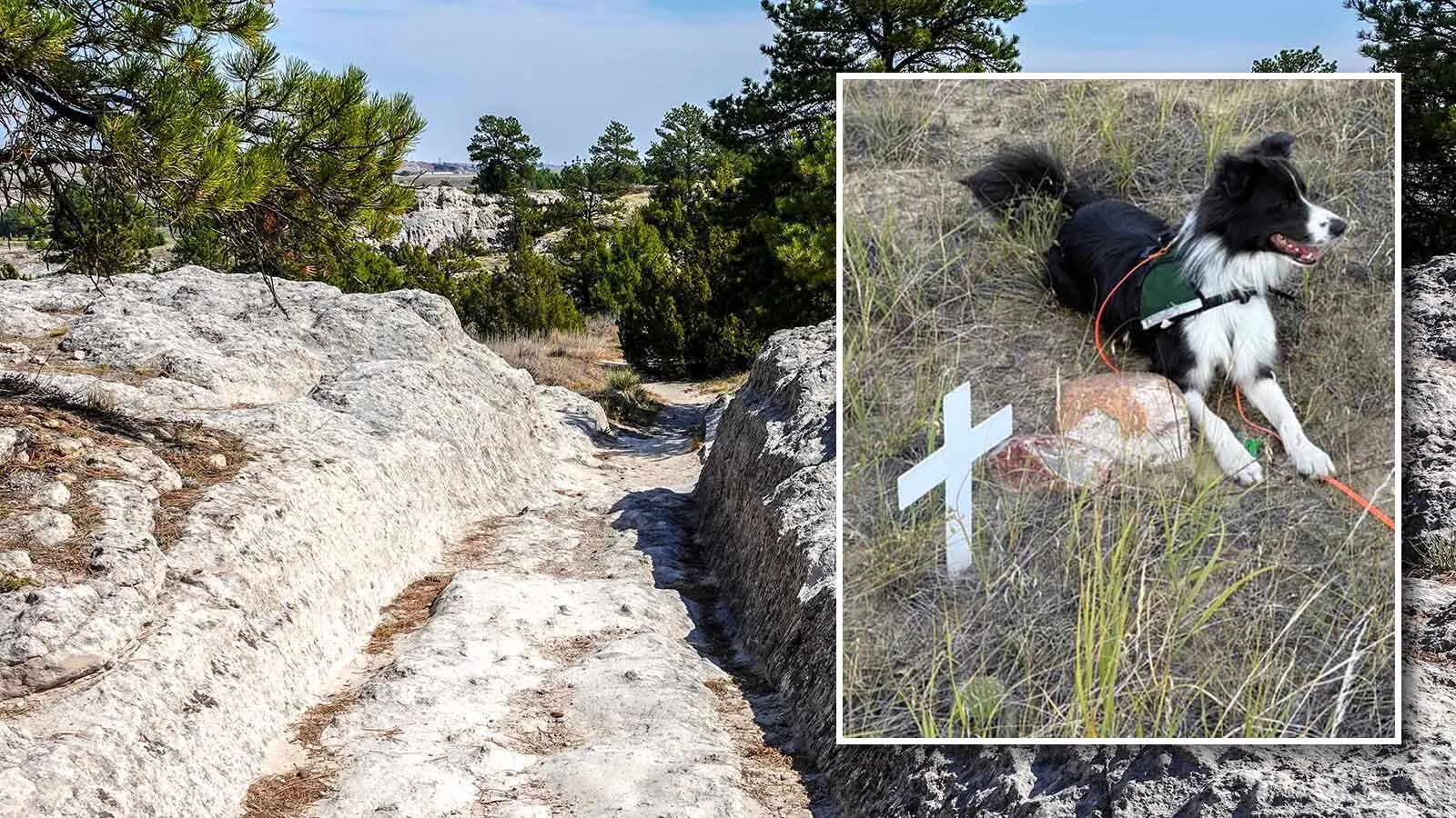 Cadaver dogs are helping Wyoming historians search for Oregon Trail graves that time, weather and development have nearly erased. The dogs can provide clues that are tested against dairies and other evidence to mark pioneer graves.