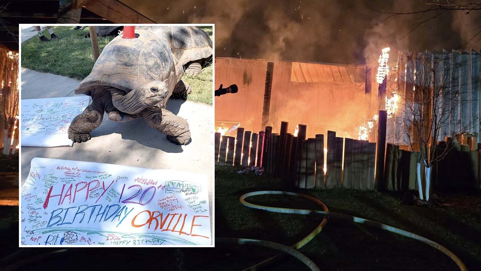 A 120-year-old tortoise named Orville, along with five other giants, survived a devastating fire at Reptile Gardens in South Dakota on Friday. About 80-90 other reptiles, including alligators and other tortoises were killed.