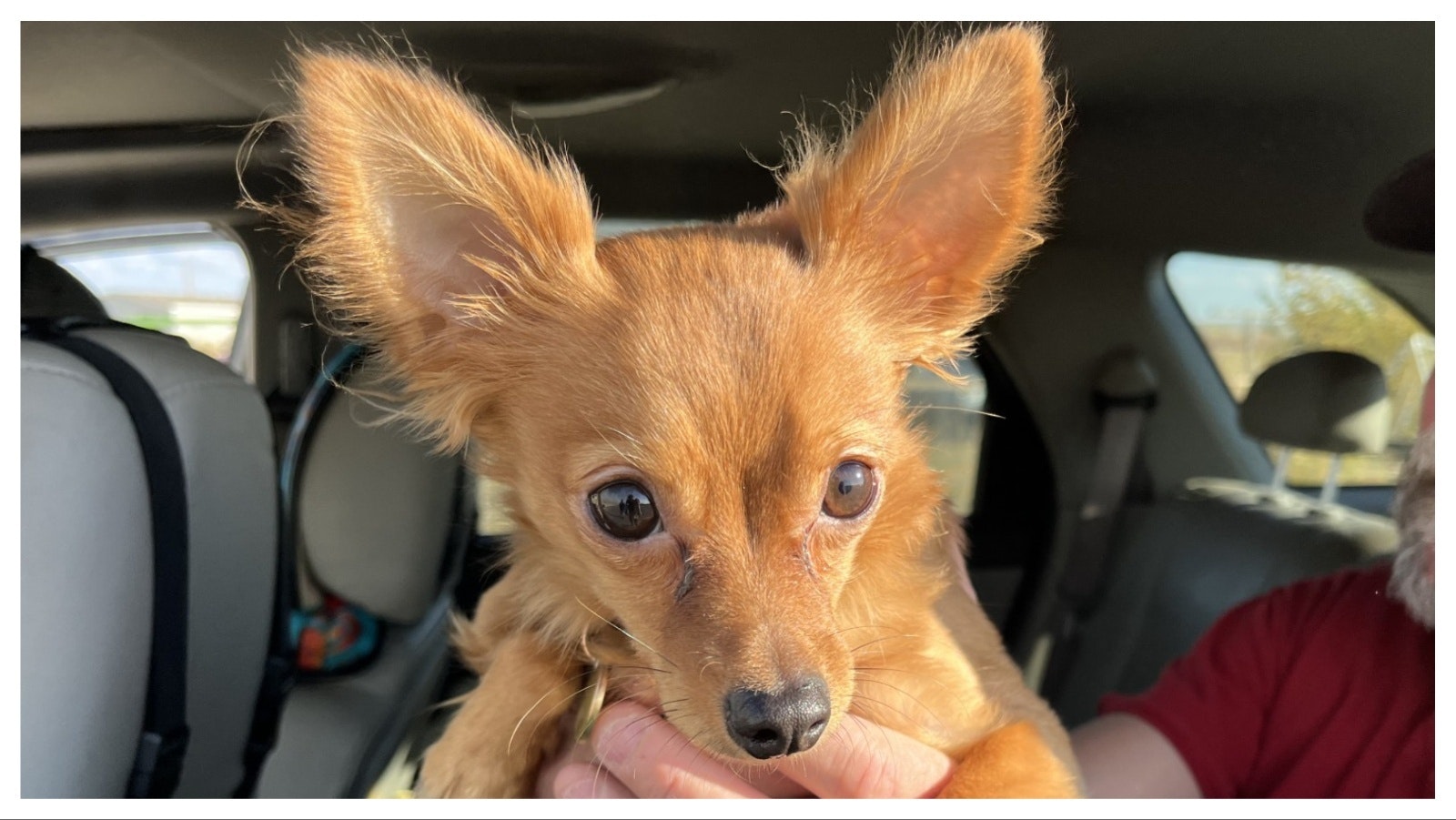 Windy C'Hair managed to save her dog Oscar from her home when evacuated, but couldn't round up her cats.