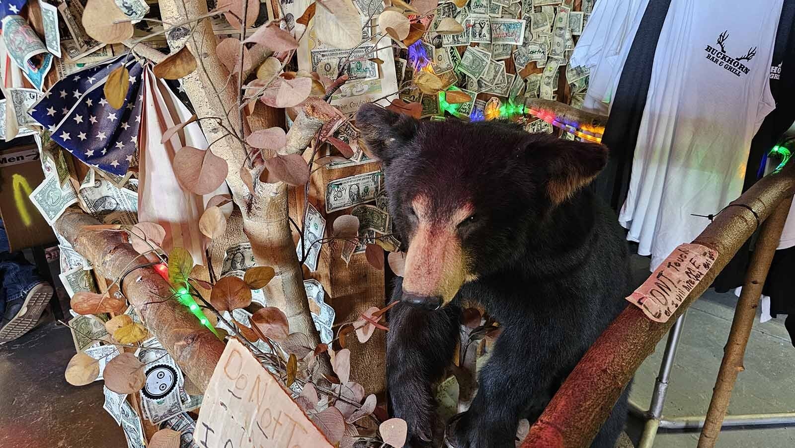 Several taxidermied animals also decorate The Buckhorn Bar near South Dakota's border in Buckhorn, Wyoming.