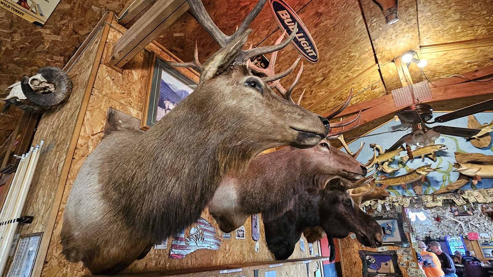 The owner of the bar, Dale Steitz, shot all of these taxidermied animals which now decorate the walls at The Buckhorn Bar near South Dakota's border in Buckhorn, Wyoming.