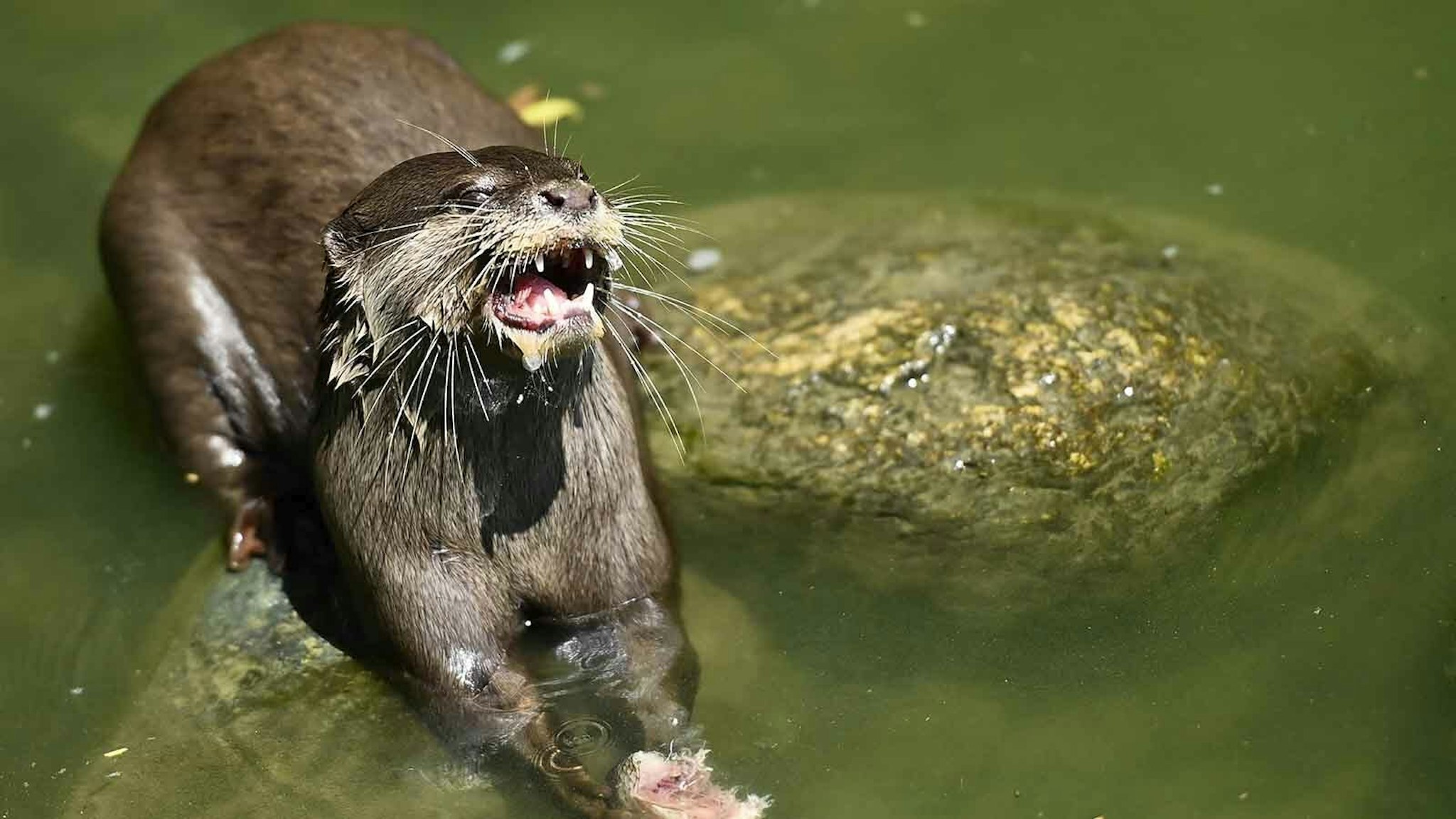 Otter Attacks Women Tubing On Montana River, Sending One To Hospital ...