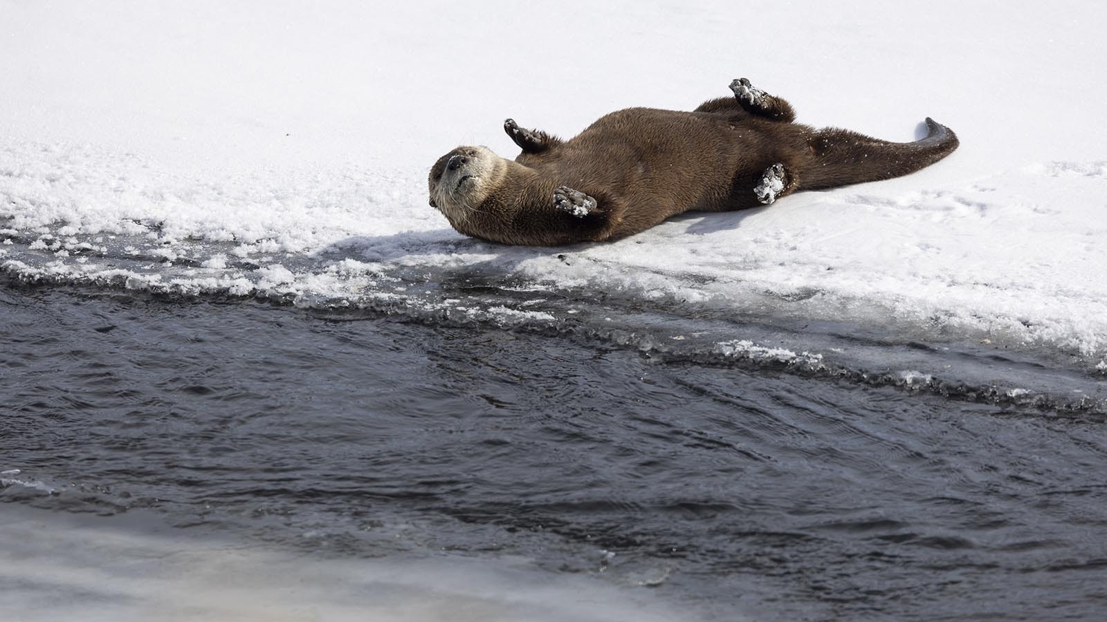 Otters are no longer classified as a protected species in Wyoming, but that doesn’t mean they’ll be getting killed anytime soon, according to Game and Fish officials.