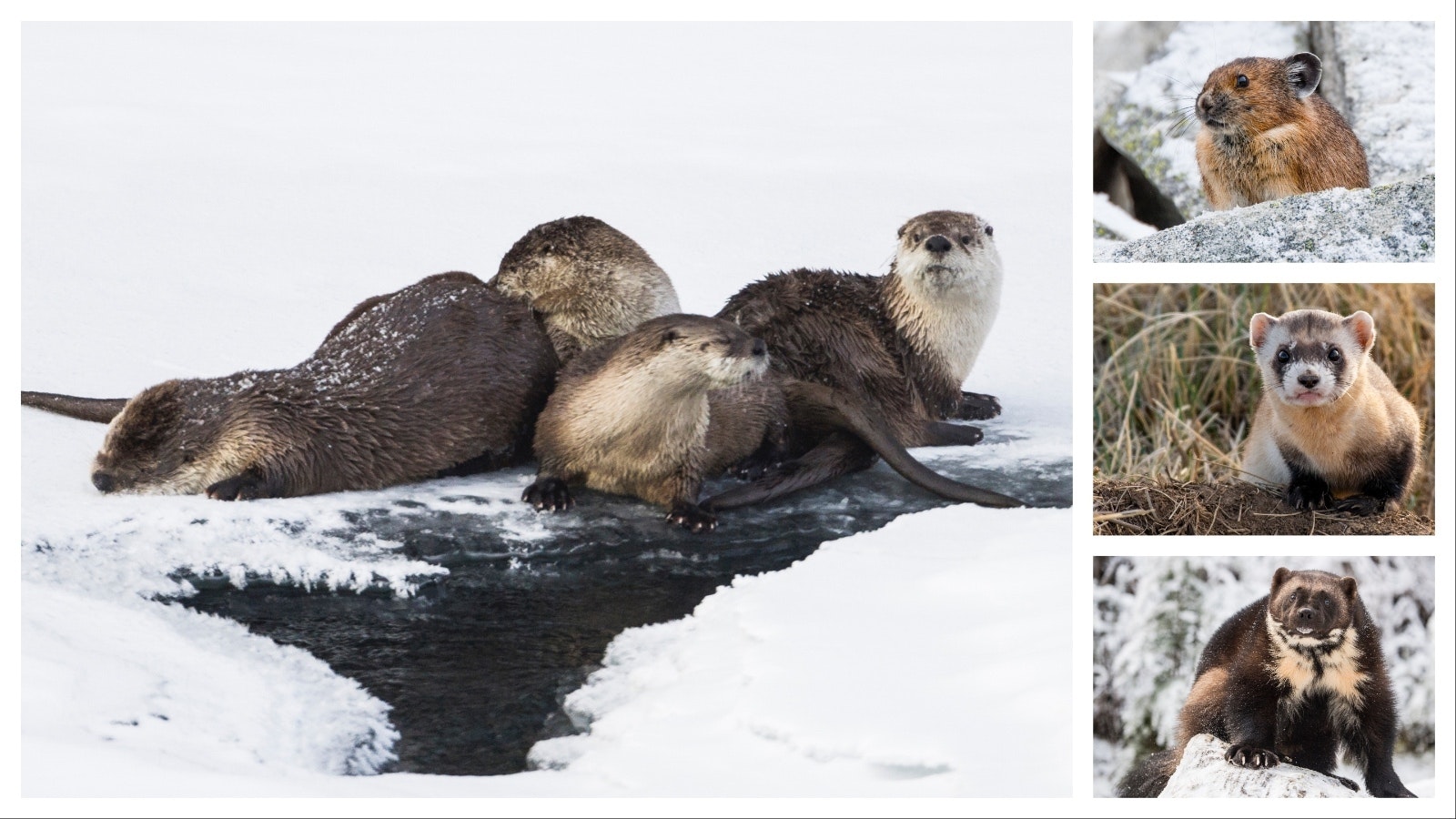 A bill that would lift the protected status of Wyoming otters was expanded and advanced Tuesday by a state Senate committee. The new proposal would remove protections for other species, like the pika, black-footed ferret and wolverines.