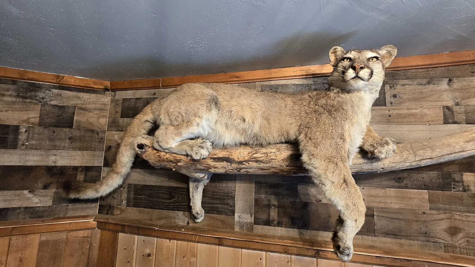 Decorations at the Bone Daddy Outlaw Bar include this stuffed mountain lion.