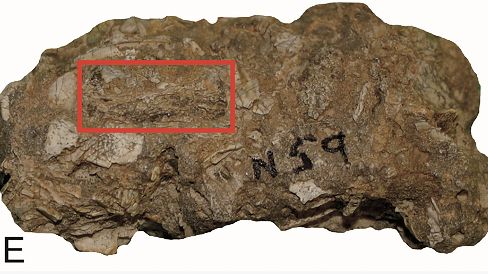 A newly described fossilized owl pellet from the Eocene Willwood Formation of Wyoming. The red box highlights a cluster of bones from an armored glyptosaurid lizard. Since lizards are diurnal, mostly active during the day, paleontologists believe this is evidence that the earliest owls were also diurnal, not nocturnal like their modern descendants.