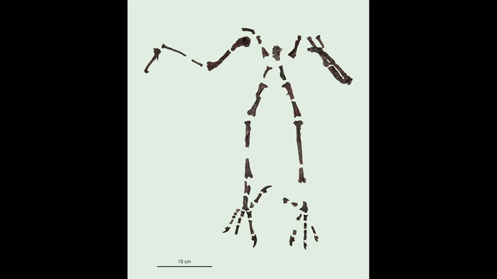 A skeleton of the Eocene owl Primoptynx found in Wyoming's Bighorn Basin. The newly discovered owl pellet from the Willwood Formation, the same formation where this skeleton was excavated, indicates that Primoptynx was a daytime hunter that ate lizards, not a nocturnal rodent-eater like modern owls.