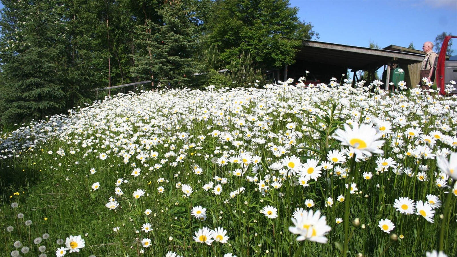 Oxeye daily may look like a peaceful meadow of wildflowers, it's actually an invasive weed in Wyoming.
