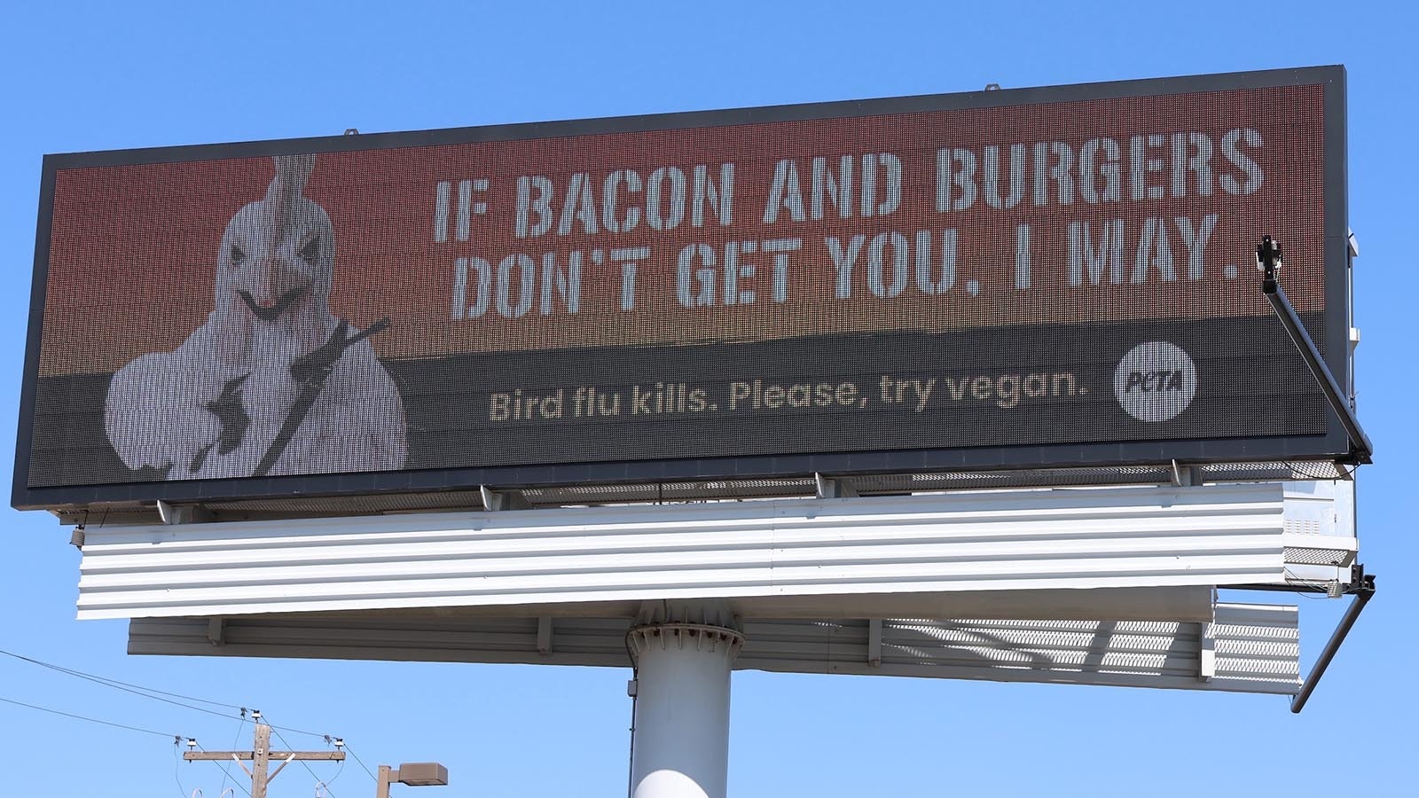 This billboard put up by PETA in Casper, Wyoming, features an angry chicken threatening to possibly shoot people if they don't stop eating meat.