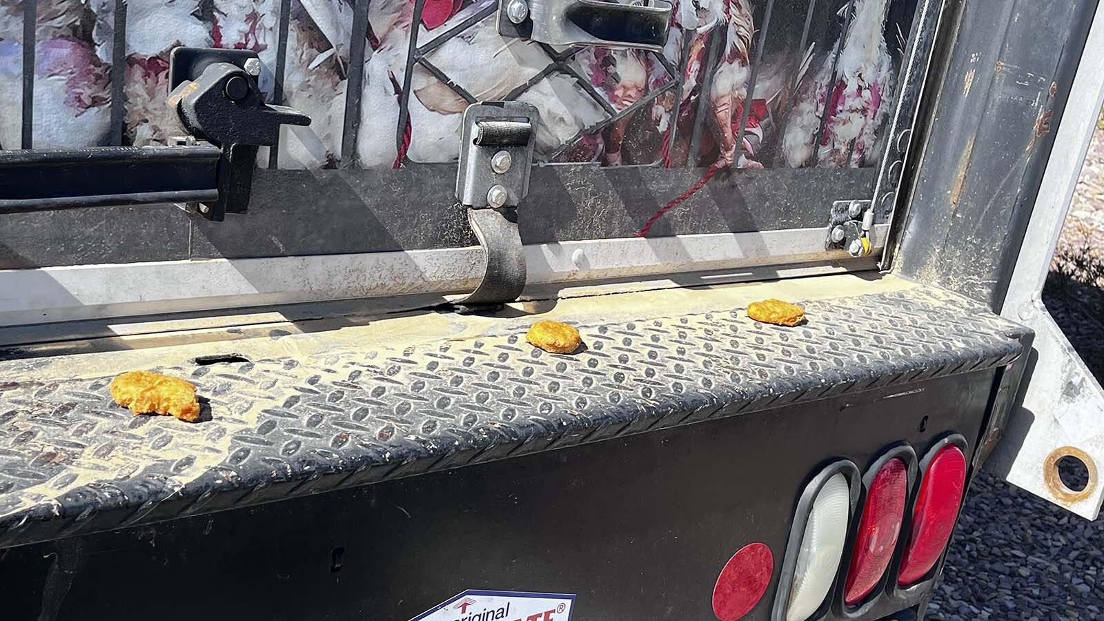 Someone placed Chicken McNuggets on the back bumper of the PETA Hell on Wheels truck parked in front of a Rock Springs, Wyoming, McDonald's.