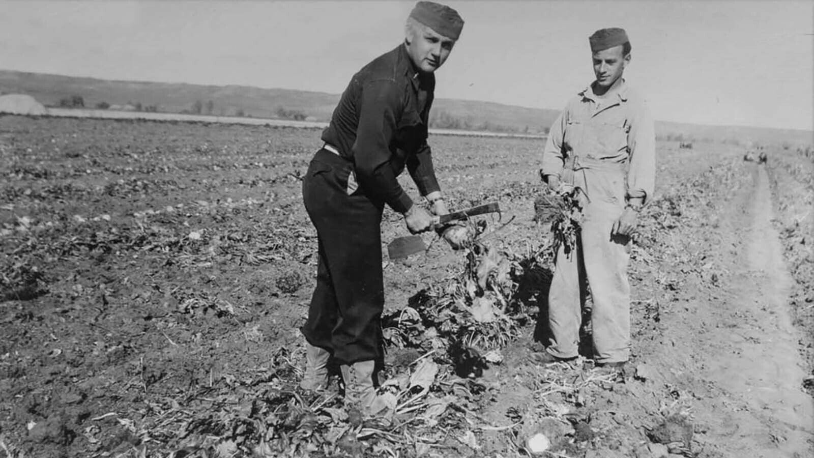 A pair of POWs work in a beet field near Wheatland in 1944.