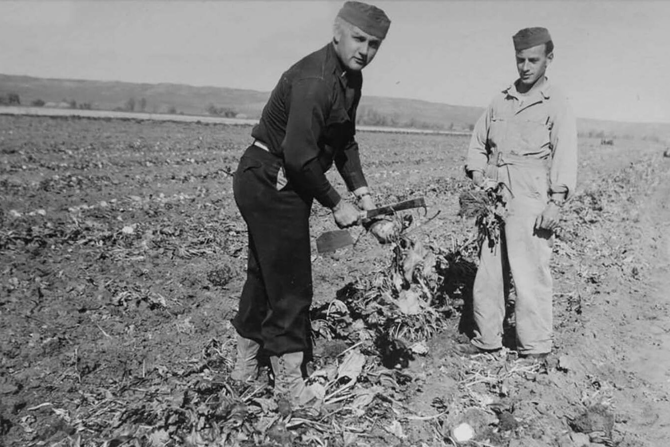 A pair of POWs work in a beet field near Wheatland in 1944.