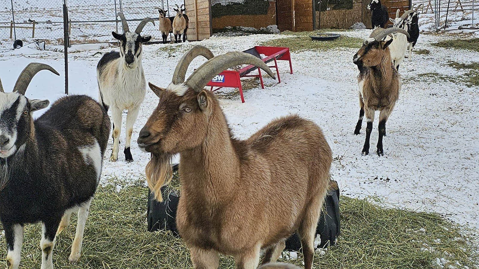 Pack goats can be a godsend for hunters and other backcountry enthusiasts.