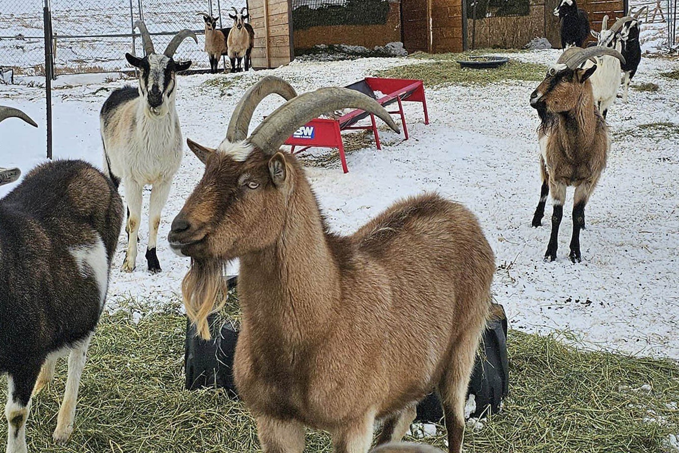 Pack goats can be a godsend for hunters and other backcountry enthusiasts.