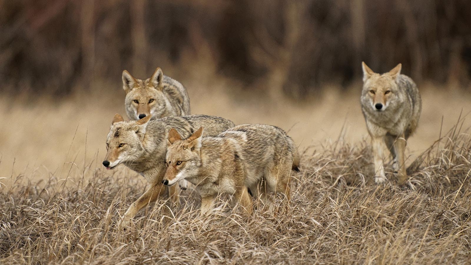 Though they’re frequently spotted alone, most coyotes are members of a mated pair, and frequently an entire pack.