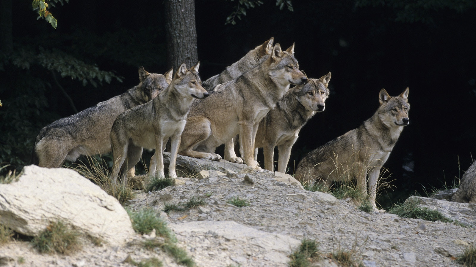Pack of wolves