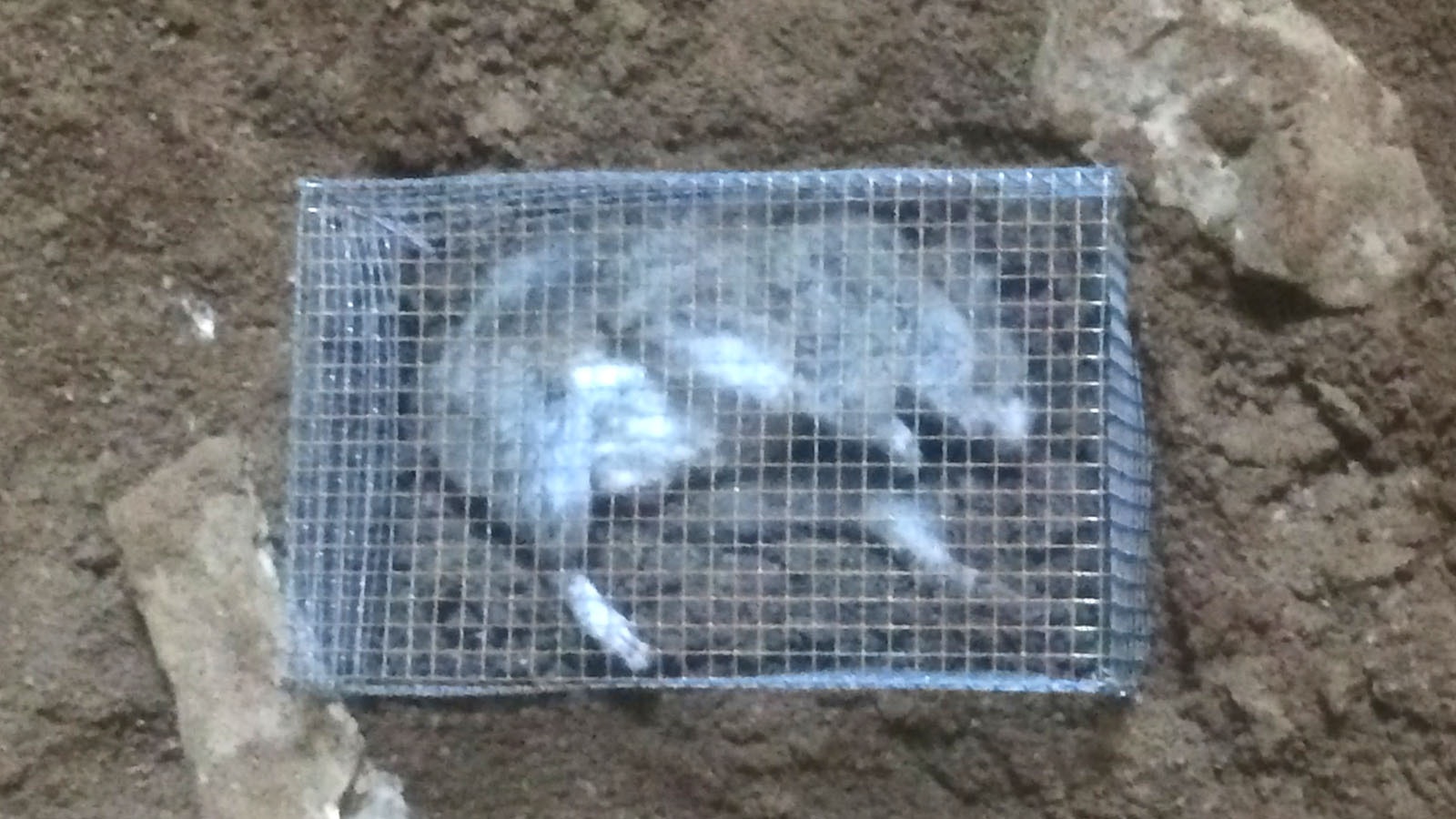 Packy Le Pew is a dead pack rat discovered in Natural Trap Cave in 2014. Paleontologists left it there and watched it rot to learn about decomposition.