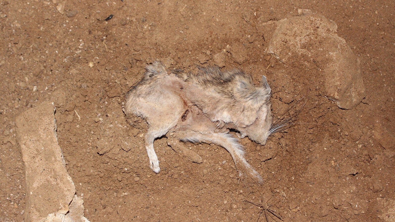 A dead pack rat dubbed Packy Le Pew found in Wyoming's Natural Trap Cave in 2015, a year after the rodent corpse was discovered.