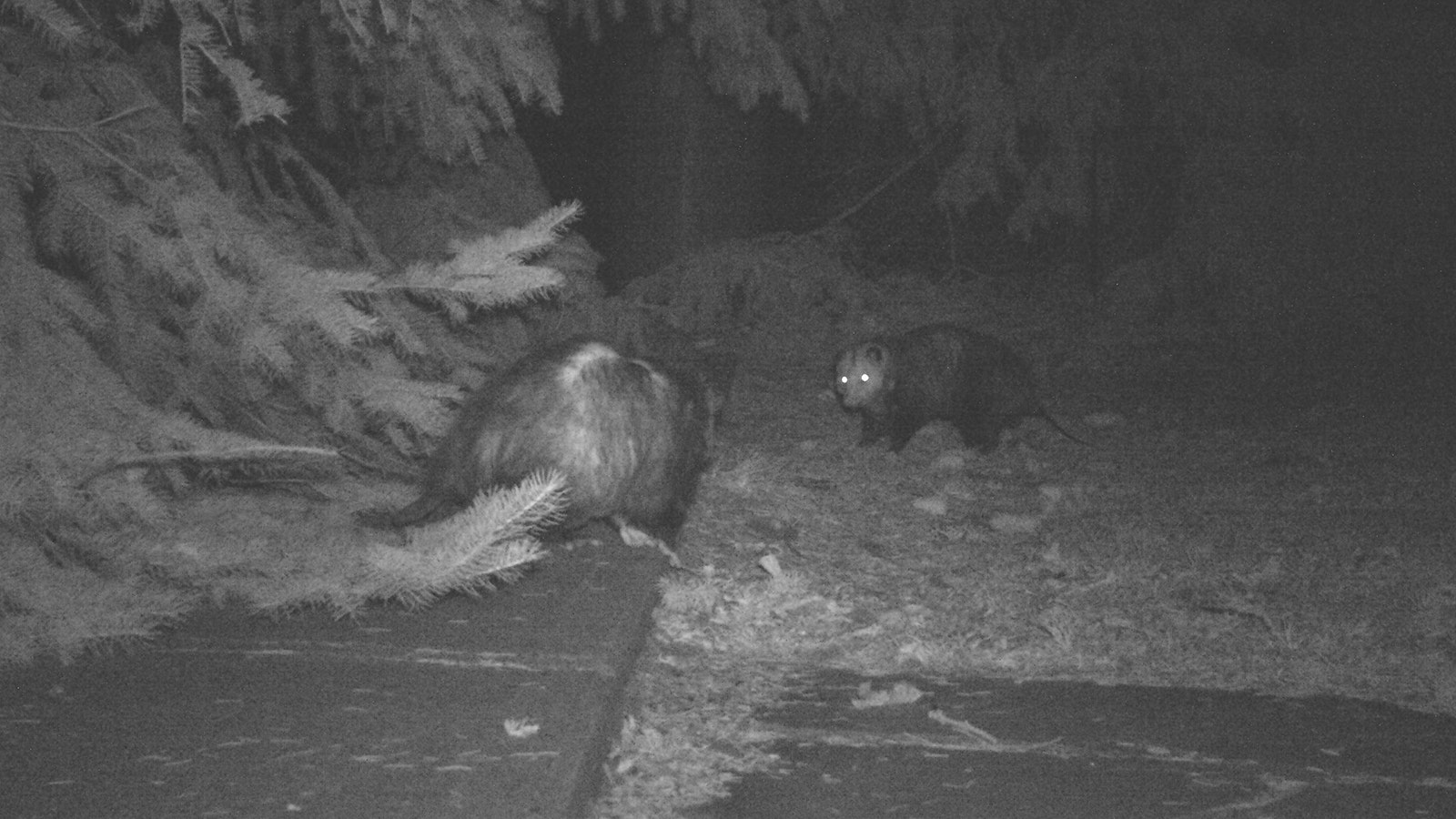 An outdoor camera caught photos of opossums near Rolf Amundson's home in Platte County.