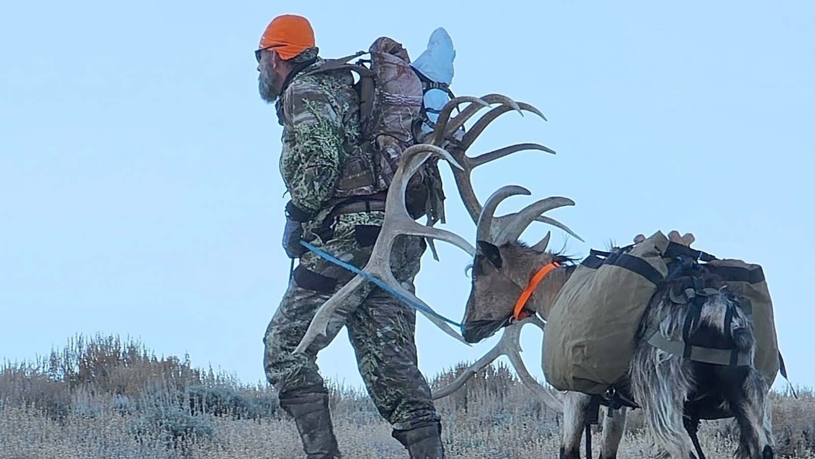 Wyoming backcountry hunter Vance McGahey has tried numerous ways of packing out meat. A few years ago, he settled on using pack goats.