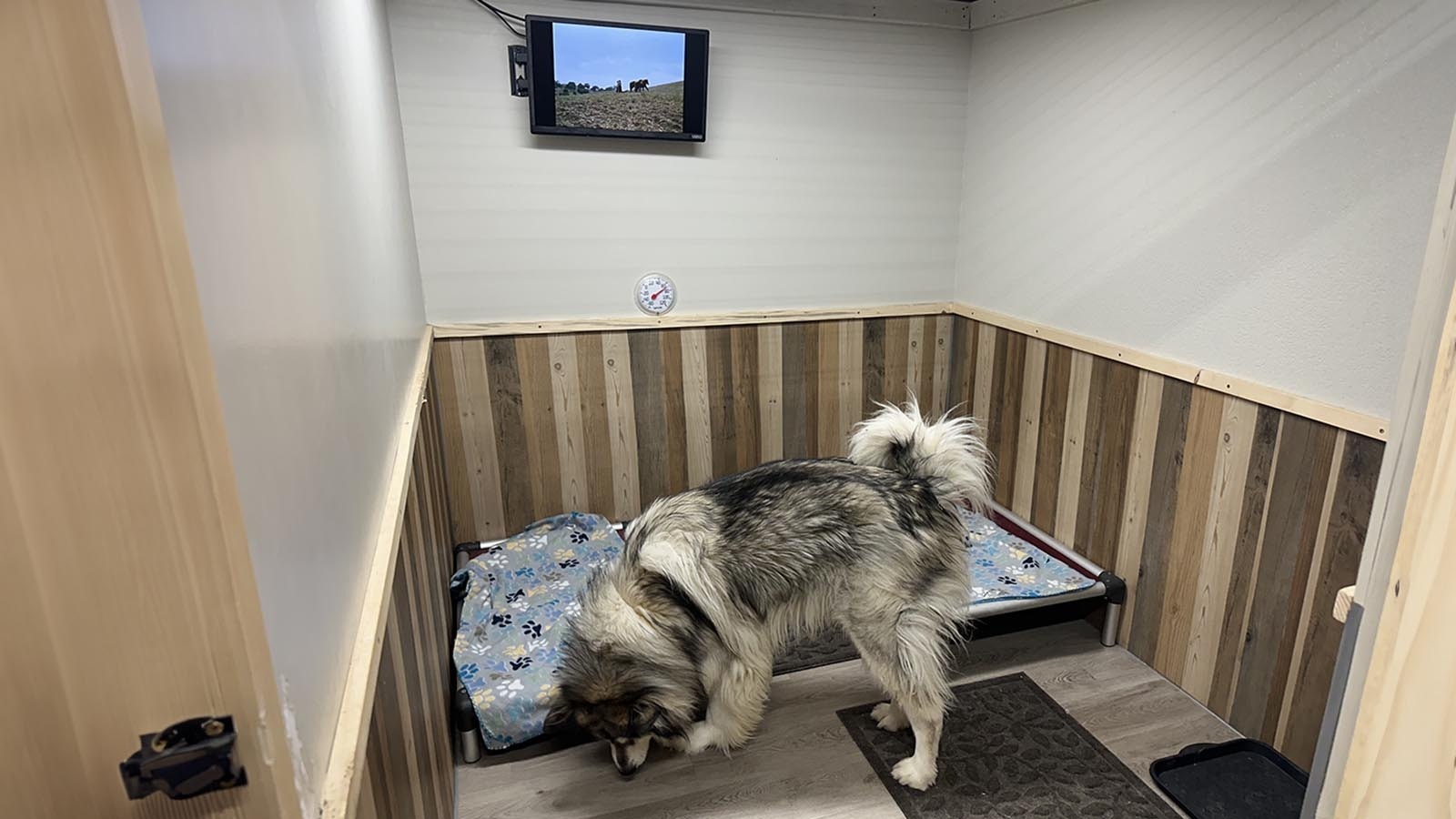 Kodiak, Don Dechert’s Malamute, inspects the “family suite” that can house three large dogs from the same family.