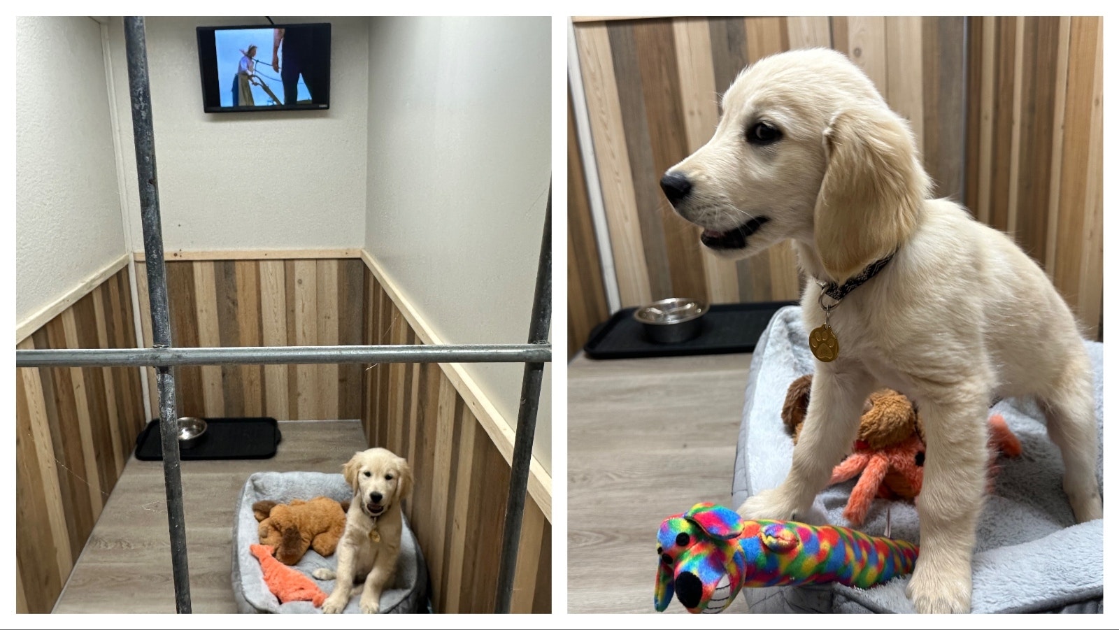 Biscuit, a recent guest at the Muddy Creek K9z Boarding and Grooming, in Riverton, Wyoming, relaxes in his suite with "Little House on the Prarie" playing on his TV and his toys.