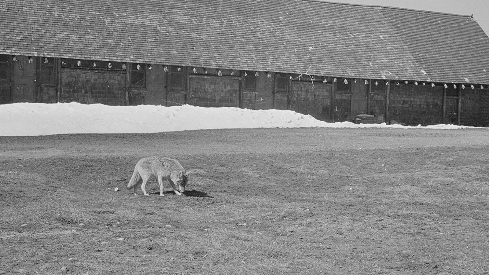 An old, toothless coyote named Jimmy gobbles pancakes near the Old Faithful in Yellowstone National Park in February 1955.