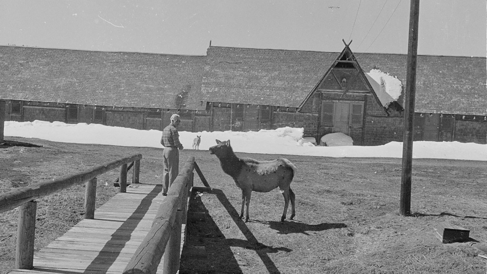 A cow elk named Molly is fed pancakes in February 1955 at Old Faithful in Yellowstone National Park. Jimmy the coyote waits in the background for his share.