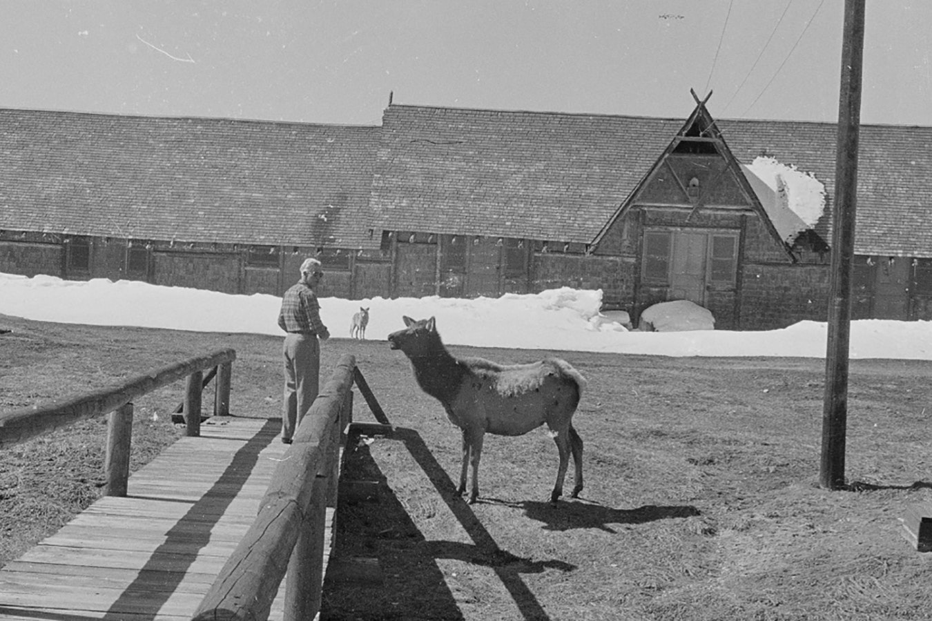 A cow elk named Molly is fed pancakes in February 1955 at Old Faithful in Yellowstone National Park. Jimmy the coyote waits in the background for his share.