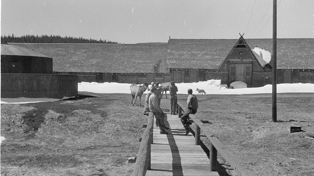 Visitors to Old Faithful Inn in Yellowstone National Park watch as Molly the elk and Jimmy the coyote – both old and toothless – are fed pancakes in February 1955.