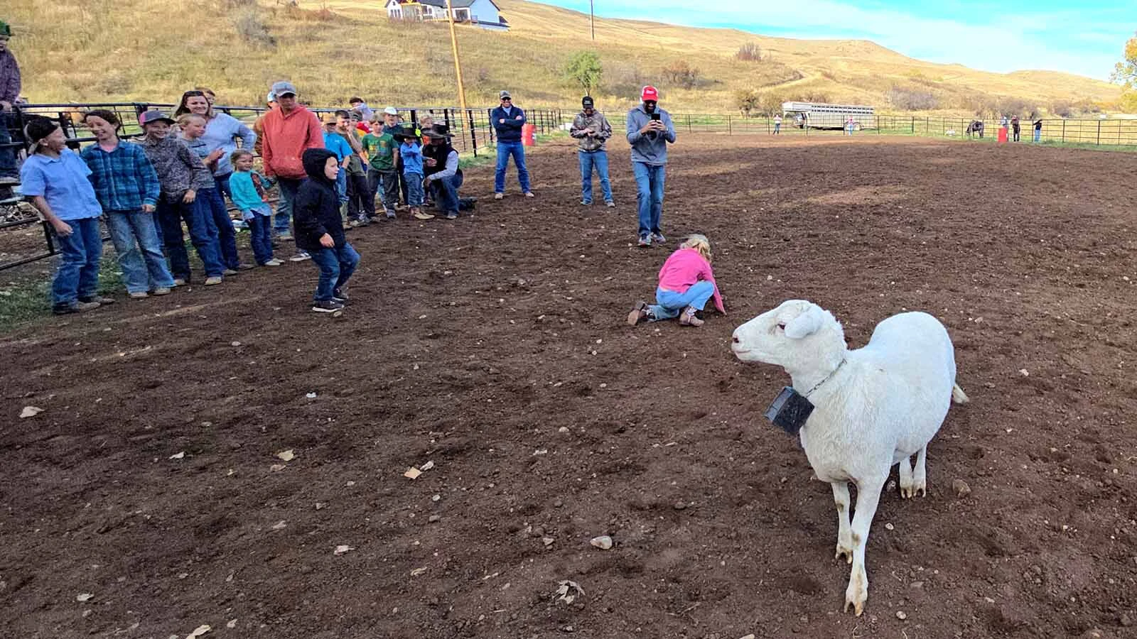 A sheep walks away triumphantly after dumping the child trying to ride it during a mutton busting event at the Double Rafter Ranch's neighborhood block party and rodeo.
