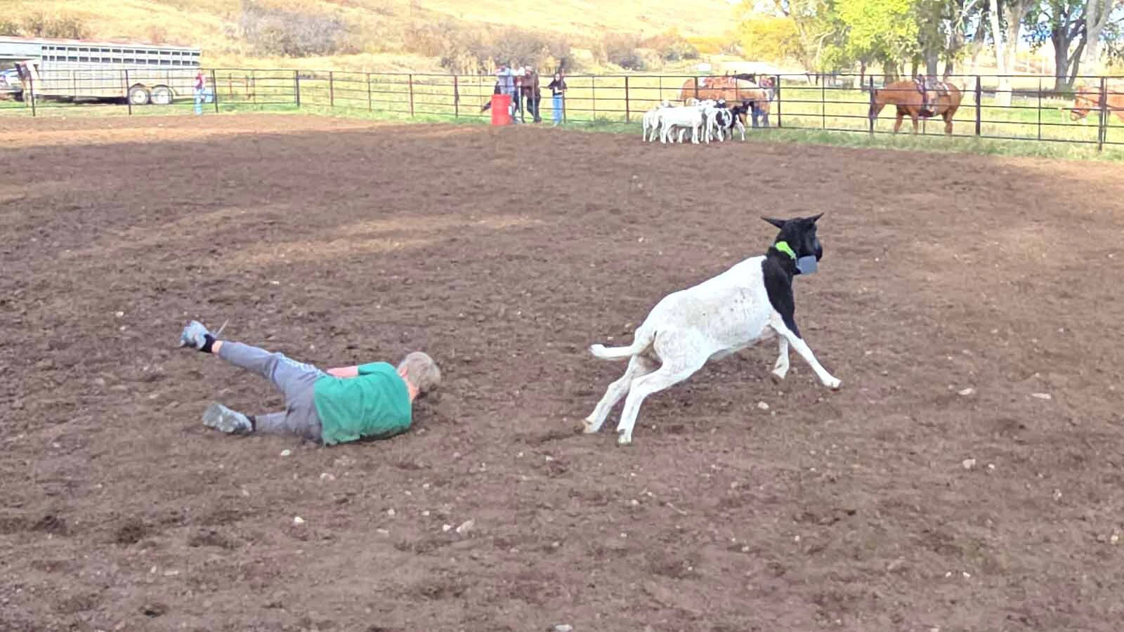 The sheep is off to the back of the arena to join his herd after dumping the child off his back during the Double Rafter Ranch's neighborhood block party and rodeo.