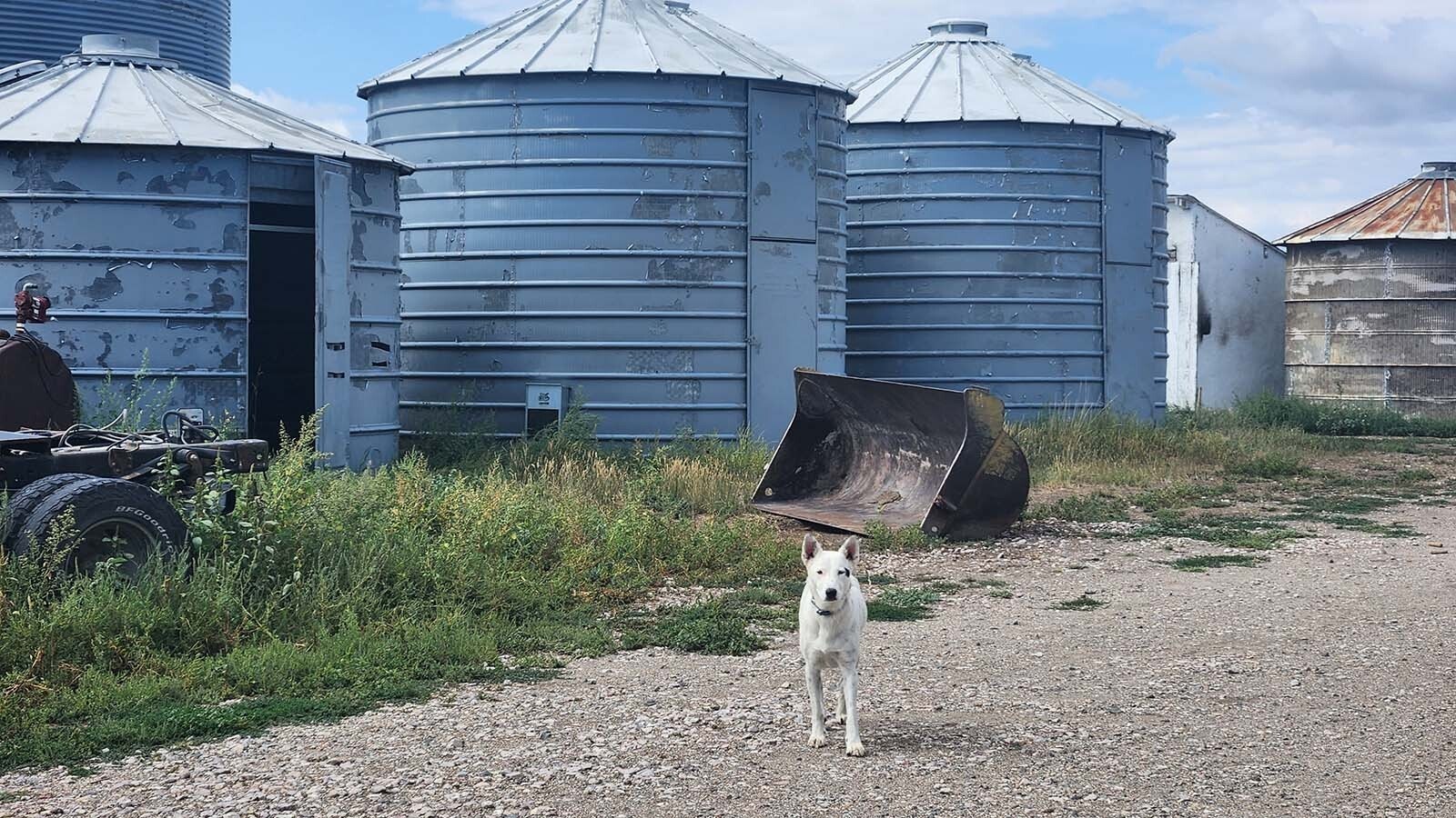 Paul Norfleet has sheep and cows on his ranch near Chugwater, with some help from his 13 dogs. He says the wind turbines and solar panels an energy company wants to put on some of his land isn’t any different from the cell towers, oil rigs and transmission lines already crisscrossing the landscape.