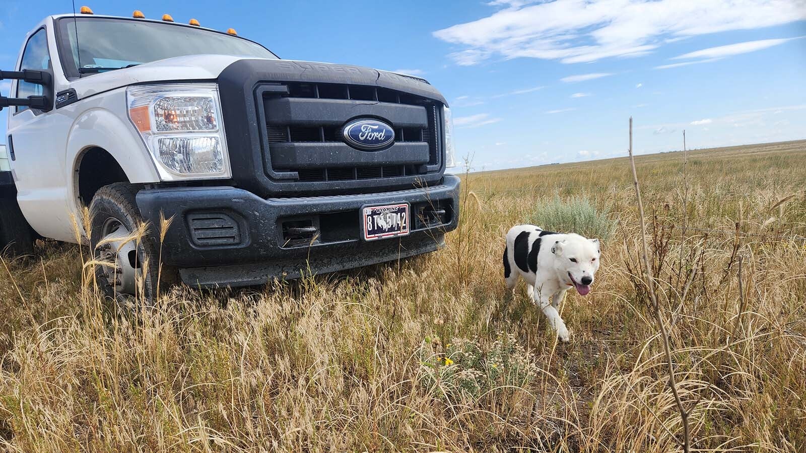 Paul Norfleet has sheep and cows on his ranch near Chugwater, with some help from his 13 dogs. He says the wind turbines and solar panels an energy company wants to put on some of his land isn’t any different from the cell towers, oil rigs and transmission lines already crisscrossing the landscape.