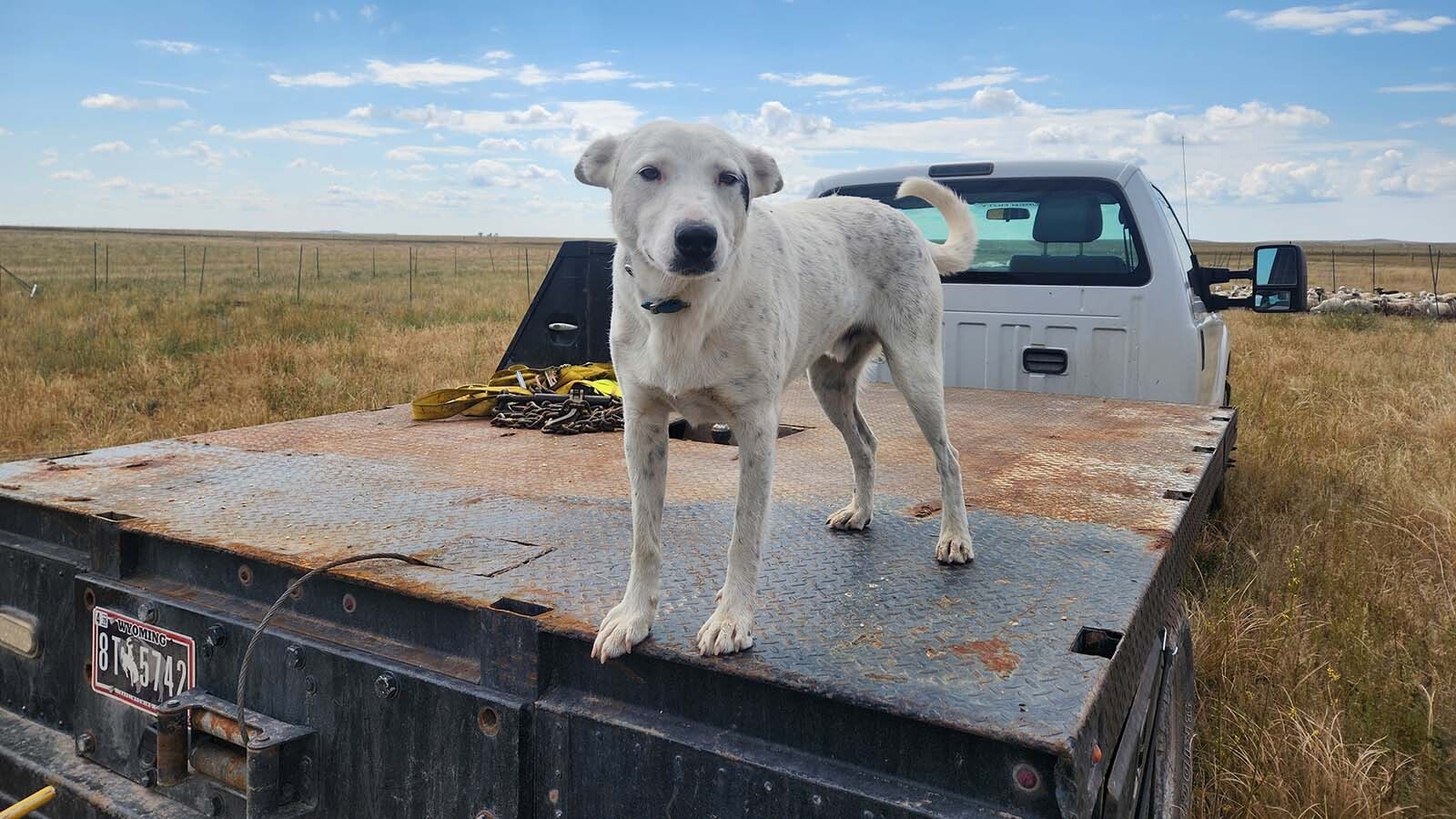 Paul Norfleet has sheep and cows on his ranch near Chugwater, with some help from his 13 dogs. He says the wind turbines and solar panels an energy company wants to put on some of his land isn’t any different from the cell towers, oil rigs and transmission lines already crisscrossing the landscape.