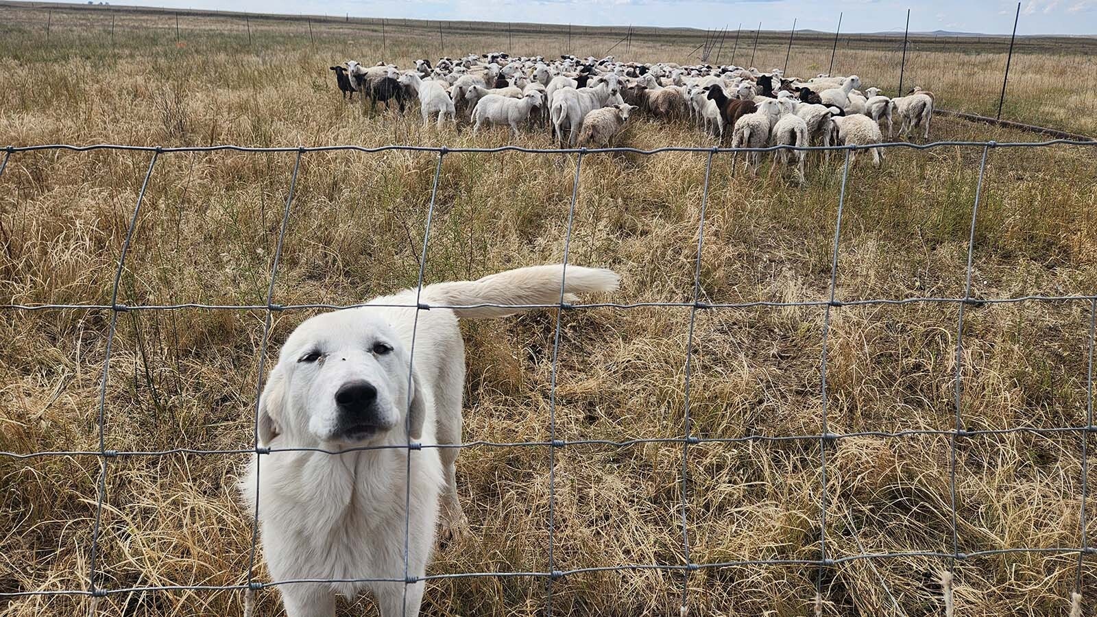 Paul Norfleet has sheep and cows on his ranch near Chugwater, with some help from his 13 dogs. He says the wind turbines and solar panels an energy company wants to put on some of his land isn’t any different from the cell towers, oil rigs and transmission lines already crisscrossing the landscape.