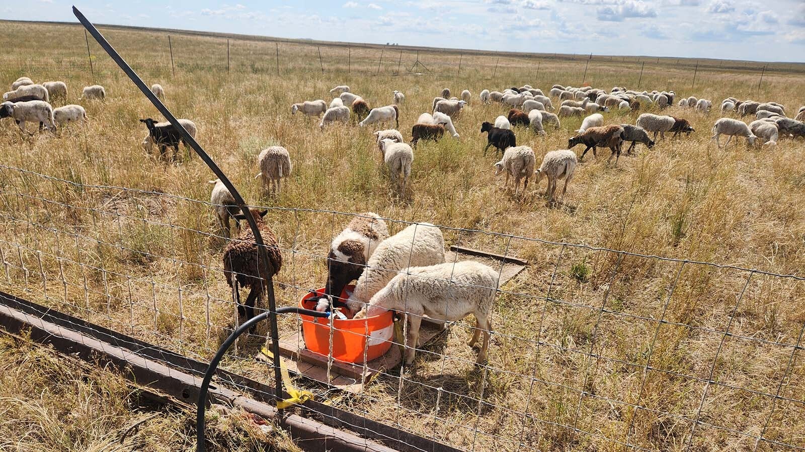 Paul Norfleet has sheep and cows on his ranch near Chugwater, with some help from his 13 dogs. He says the wind turbines and solar panels an energy company wants to put on some of his land isn’t any different from the cell towers, oil rigs and transmission lines already crisscrossing the landscape.