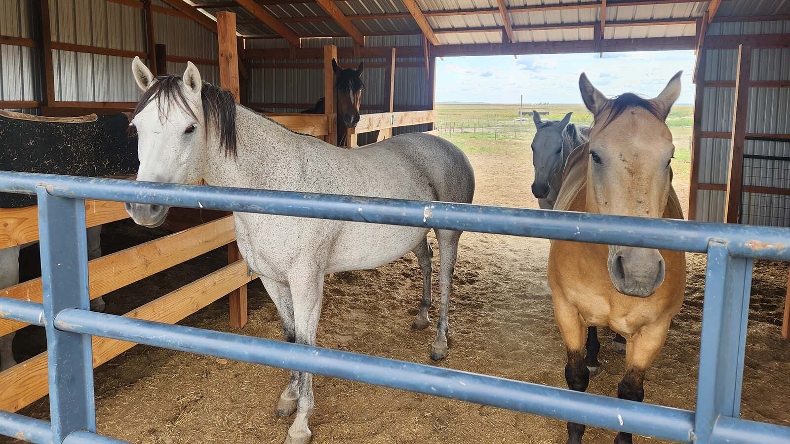Paul Norfleet has sheep and cows on his ranch near Chugwater, with some help from his 13 dogs. He says the wind turbines and solar panels an energy company wants to put on some of his land isn’t any different from the cell towers, oil rigs and transmission lines already crisscrossing the landscape.