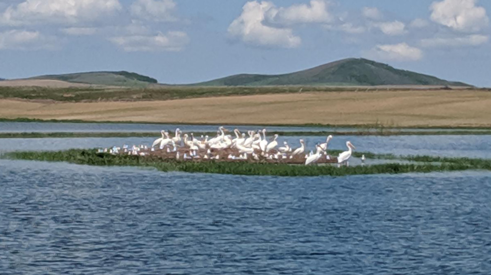 Colonies of pelicans nest on islands in Blackfoot Reservoir in Idaho, not far from the Wyoming state line. The birds have been gobbling prize Yellowstone cutthroat trout form the reservoir and adjoining river system.