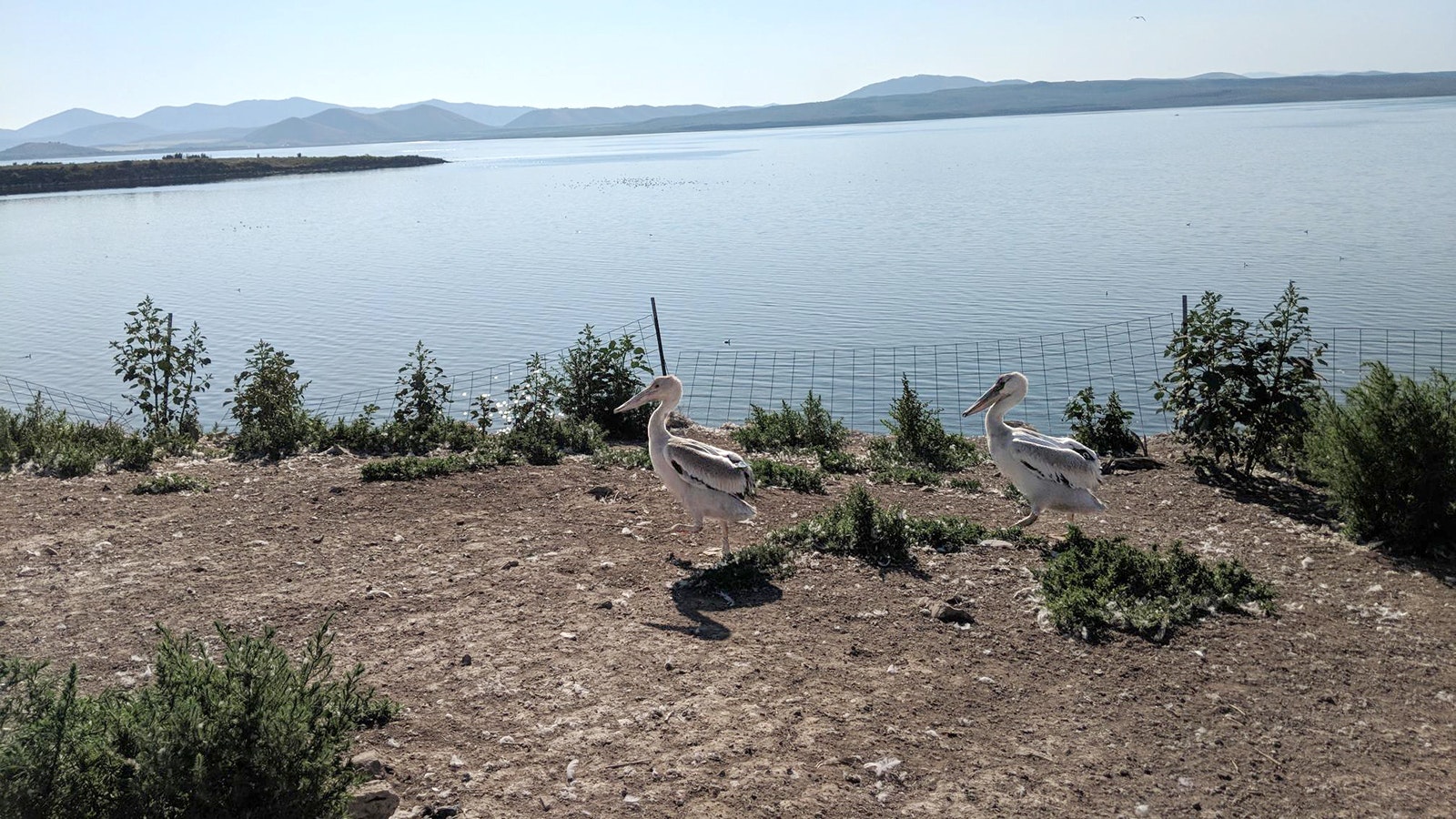 Colonies of pelicans nest on islands in Blackfoot Reservoir in Idaho, not far from the Wyoming state line. The birds have been gobbling prize Yellowstone cutthroat trout form the reservoir and adjoining river system.