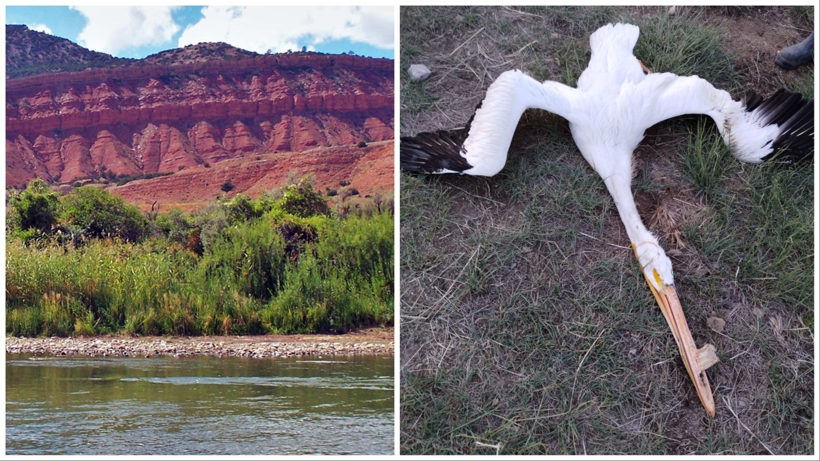 This pelican was shot at 9-mile Lake west of Laramie. Huge flocks of the fish-gulping birds were ruining the angling there. A special permit is required to shoot pelicans, which are a federally-protected migratory bird species.